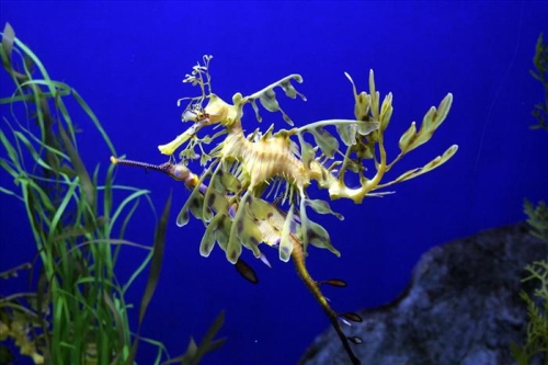 seadragon