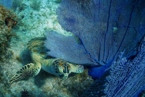 seaturtle1